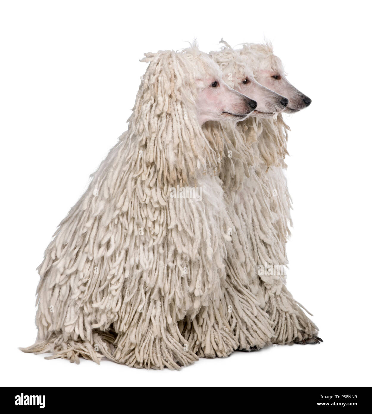 Three White Corded standard Poodles sitting in front of white background Stock Photo
