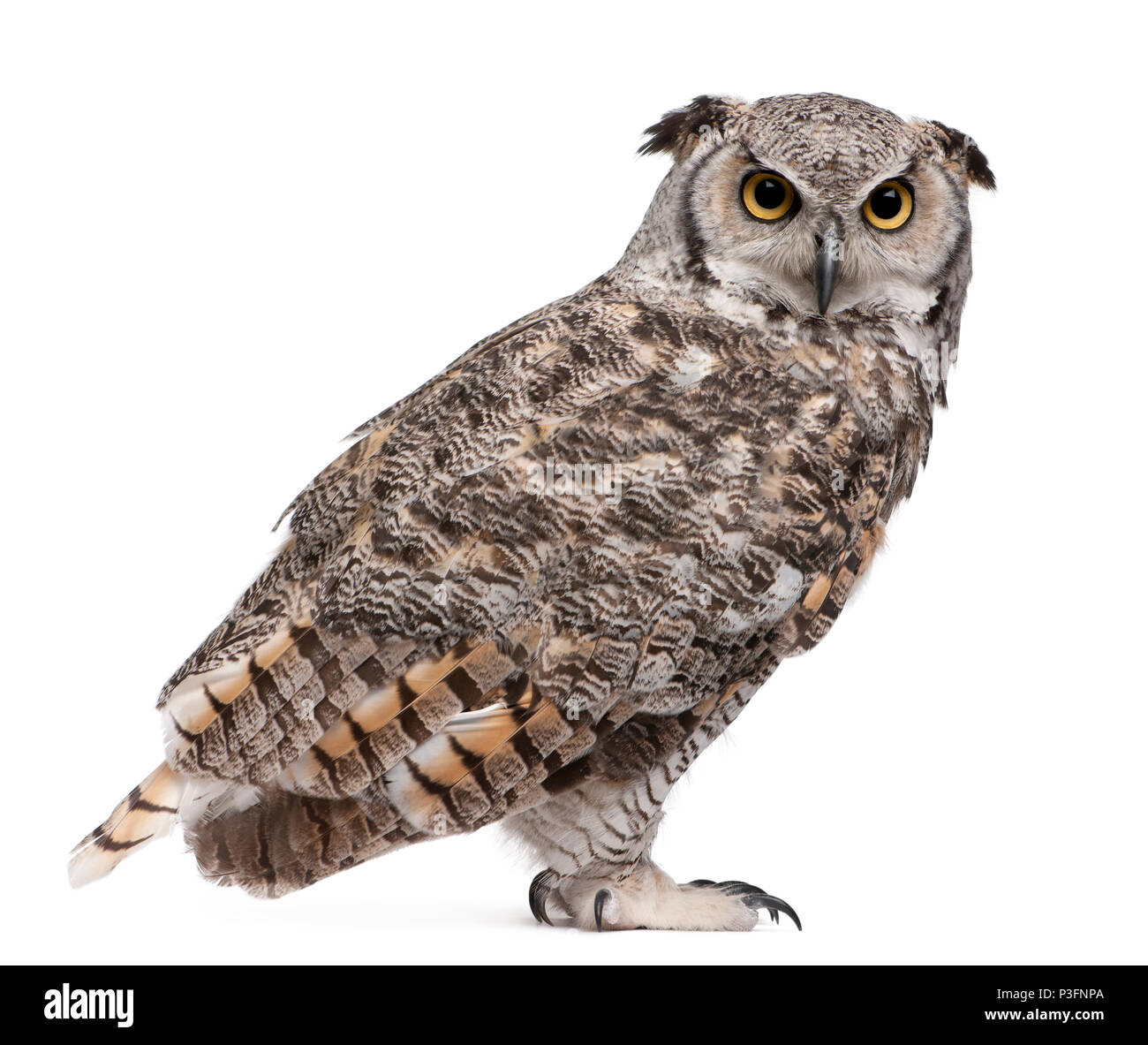 Great Horned Owl, Bubo Virginianus Subarcticus, in front of white background Stock Photo