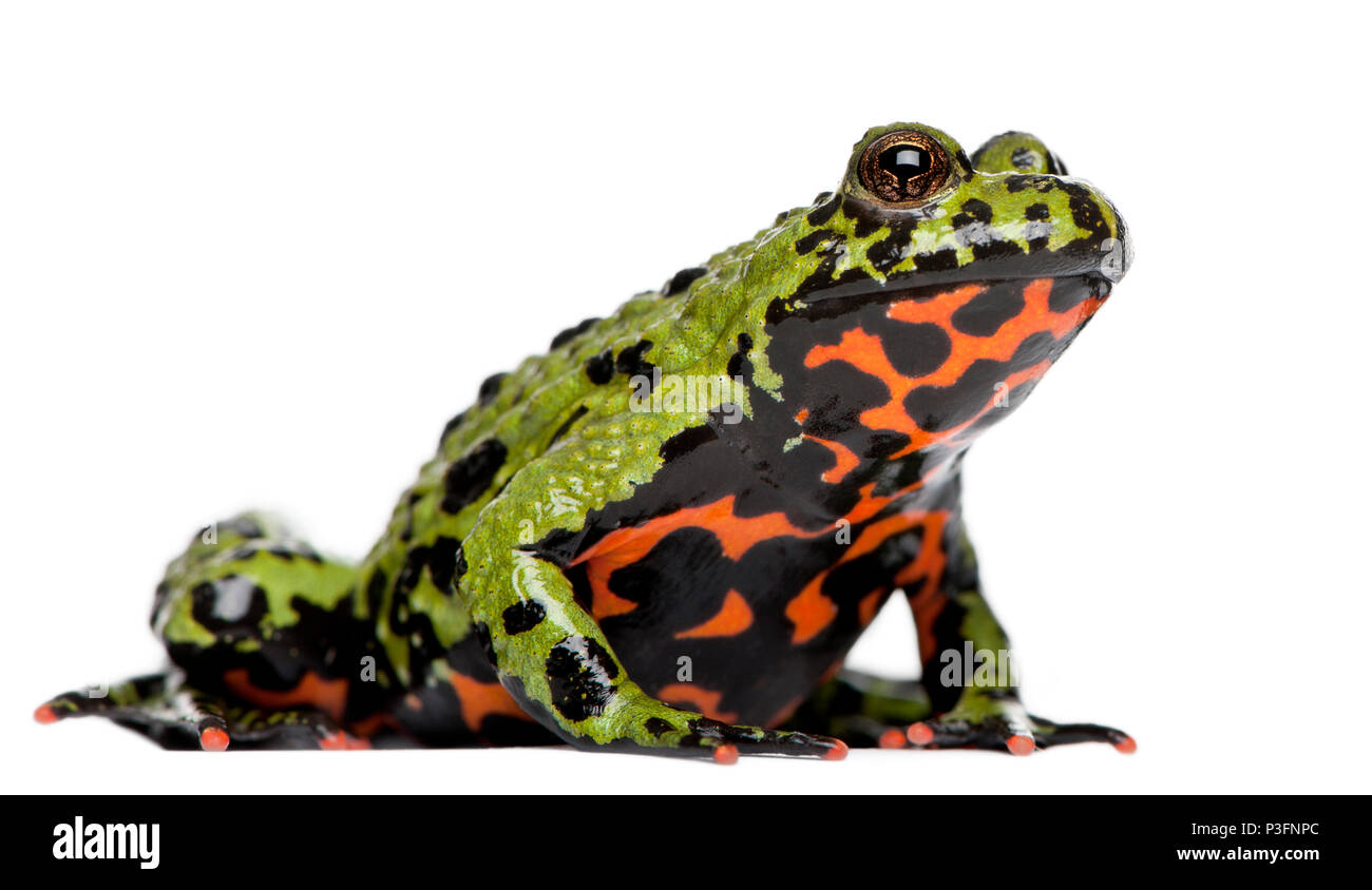 Oriental Fire-bellied Toad, Bombina orientalis, in front of white background Stock Photo