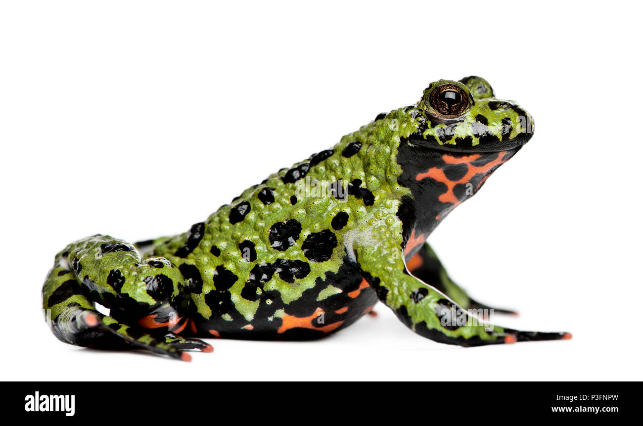 Smiling Oriental Fire-bellied Toad, Bombina orientalis, in front of white background Stock Photo