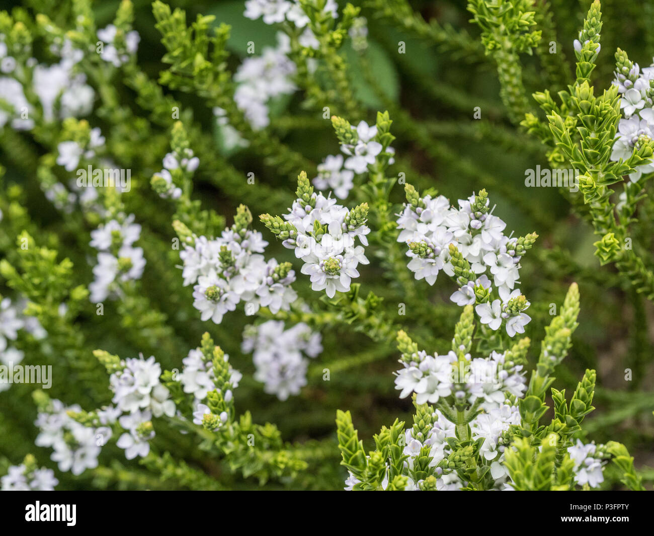 A close up of a the white flowers of Hebe Edinensis Stock Photo