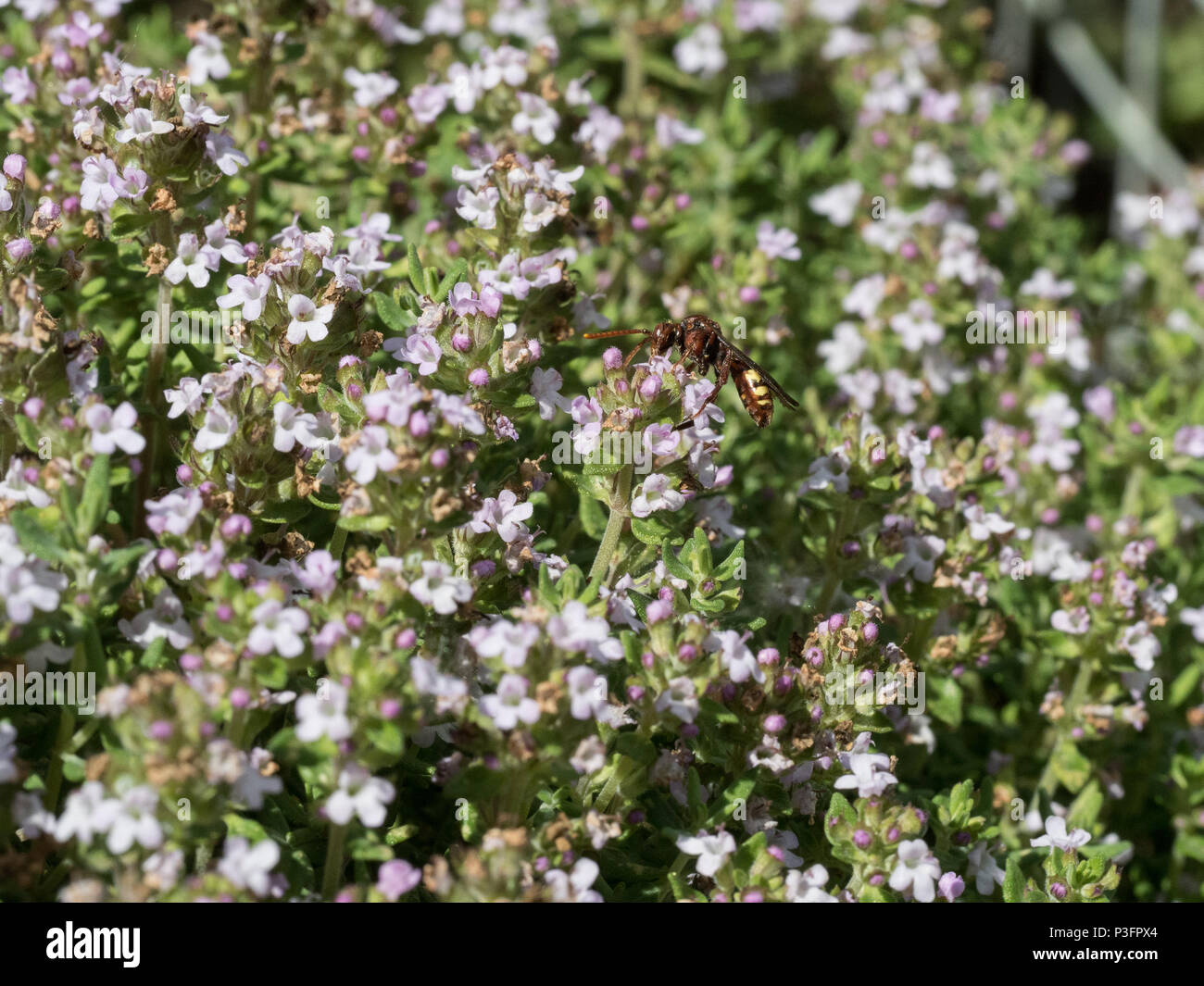 A nomad bee feeding on thyme flowers Stock Photo