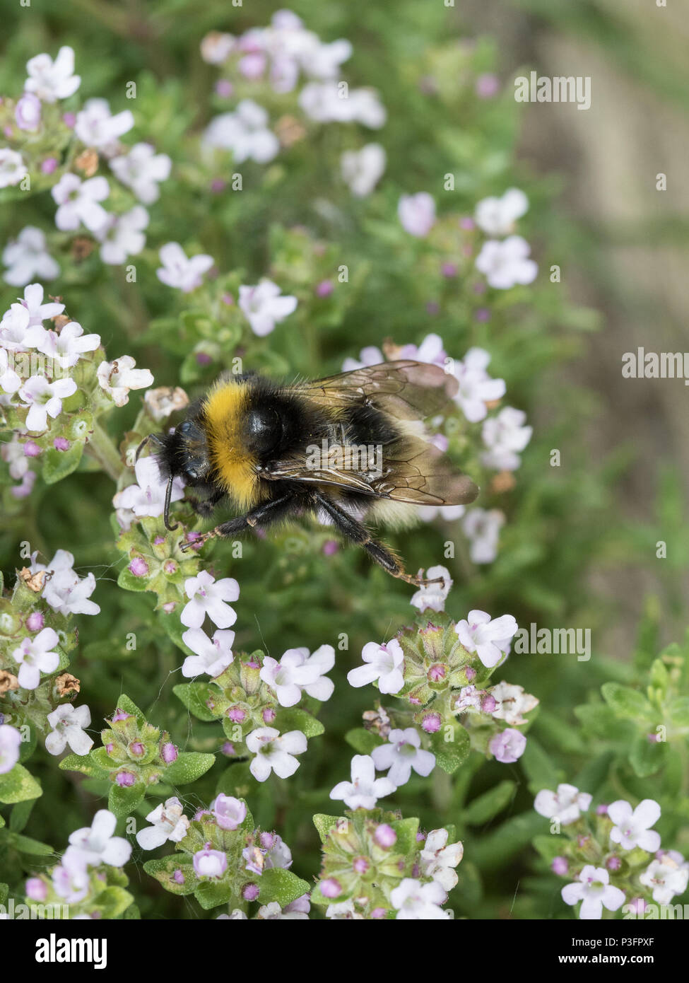 A close up of a white tailed bumble bee feeding on thyme flowers Stock Photo