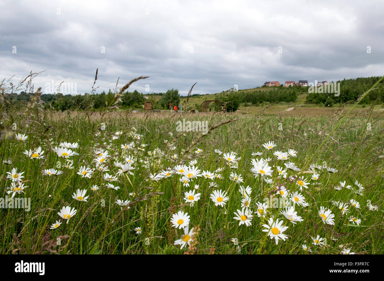Daisies at Gedling Country Park, Nottinghamshire England UK Stock Photo Alamy