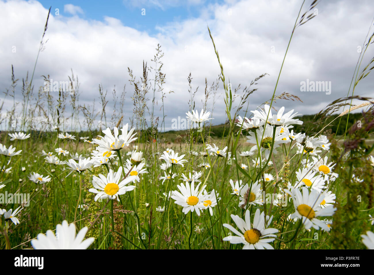 Daisies at Gedling Country Park, Nottinghamshire England UK Stock Photo Alamy