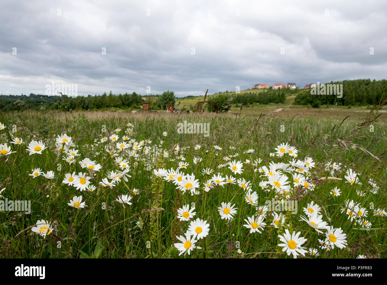 Daisies at Gedling Country Park, Nottinghamshire England UK Stock Photo