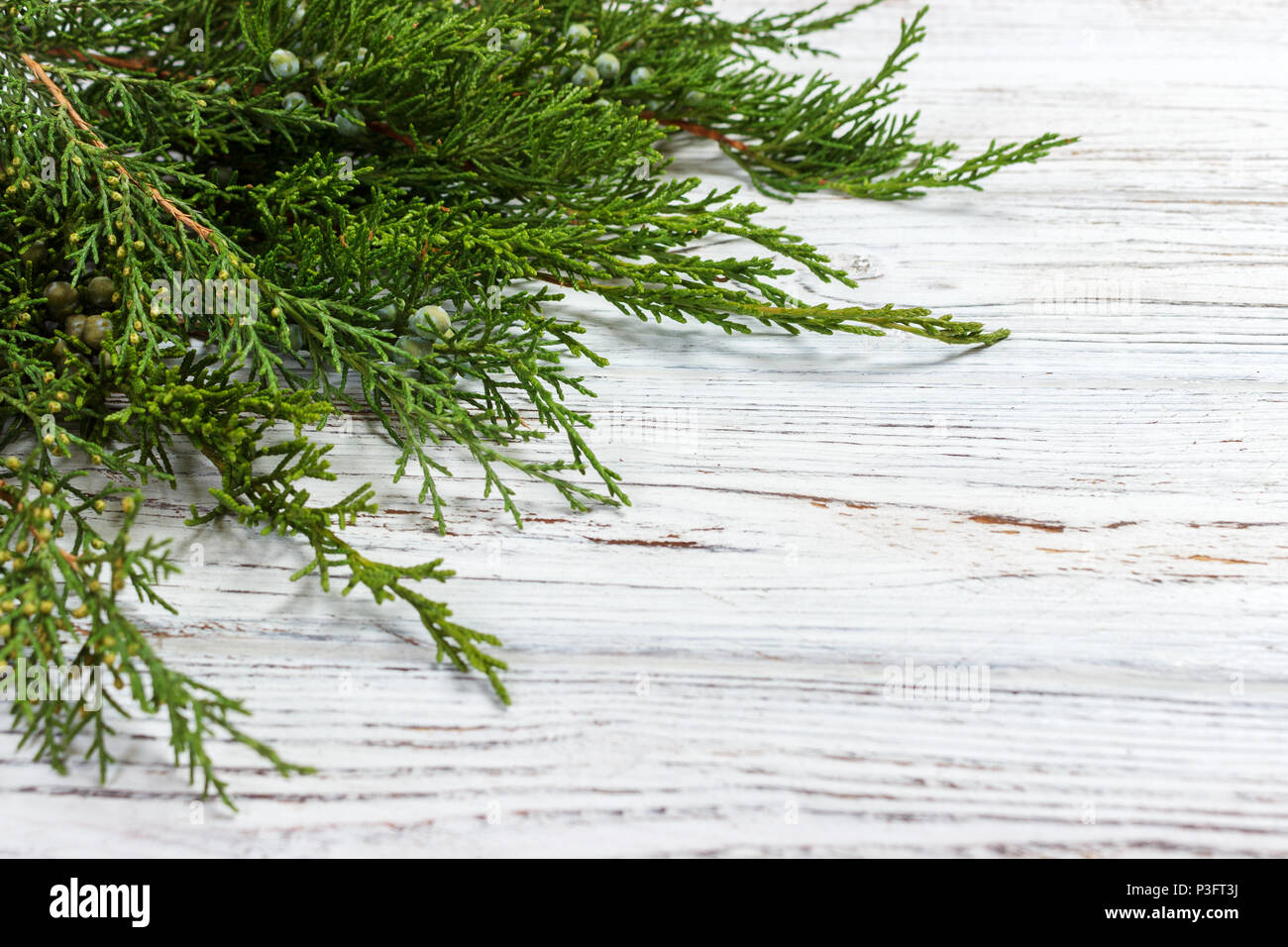 fresh green pine leaves , Oriental Arborvitae, Thuja orientalis also known as Platycladus orientalis decoration on white wooden board with copy space. Stock Photo