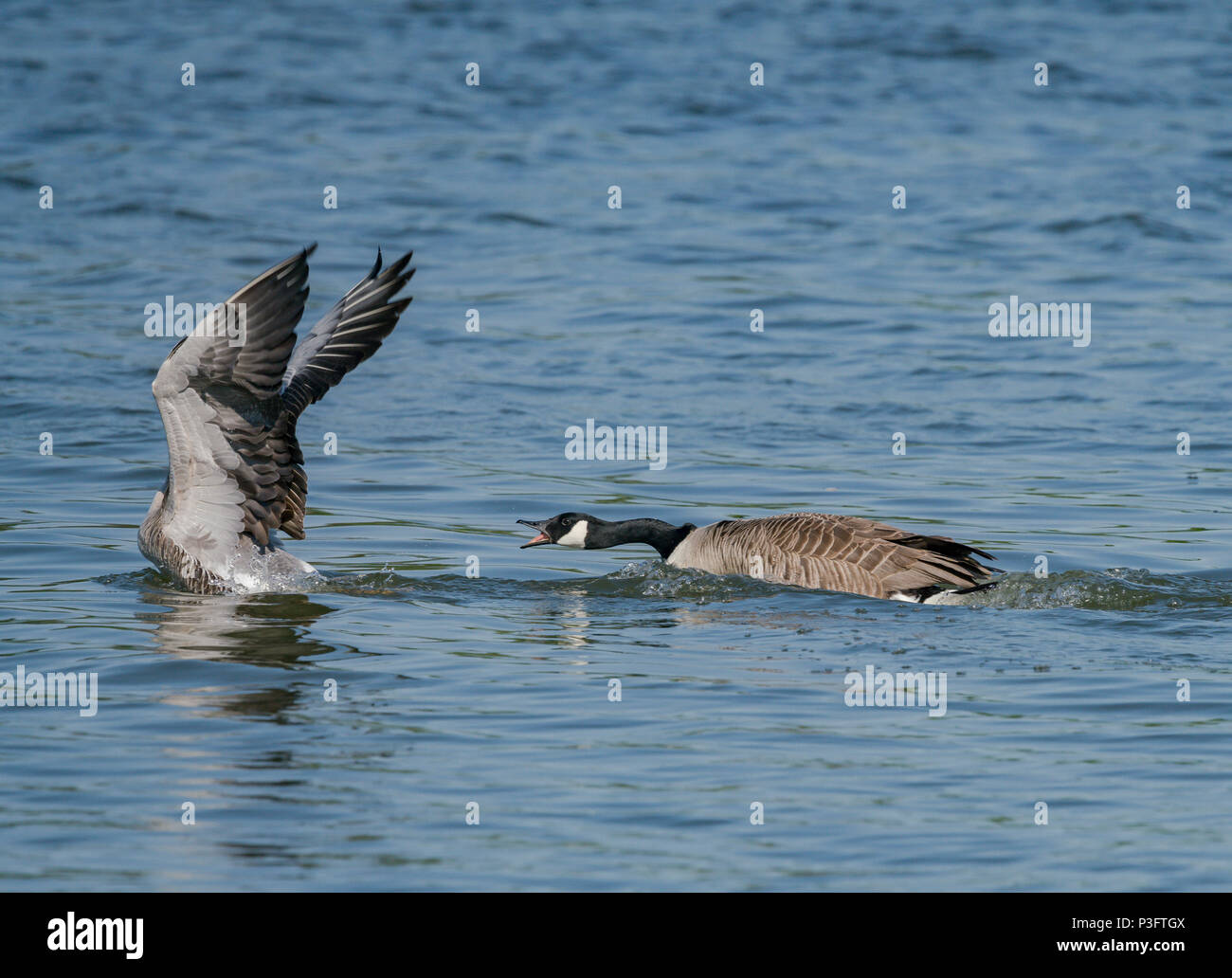 Canada goose chasing hi-res stock photography and images - Alamy