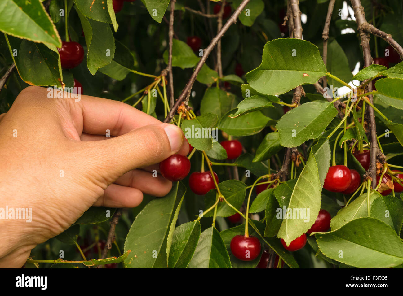 Montmorency Cherry Tree High Resolution Stock Photography And Images Alamy