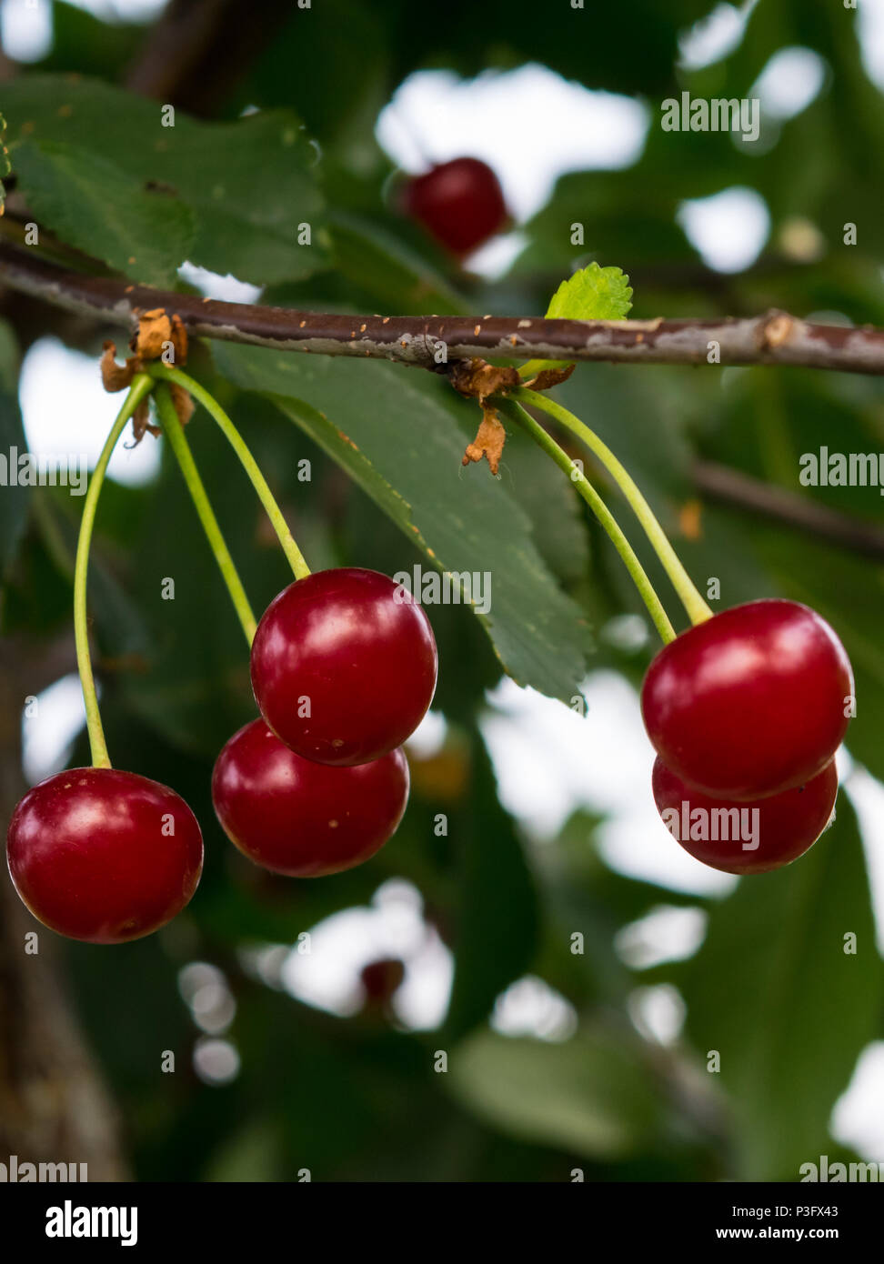 organic sour cherries hanging in the tree branch Stock Photo