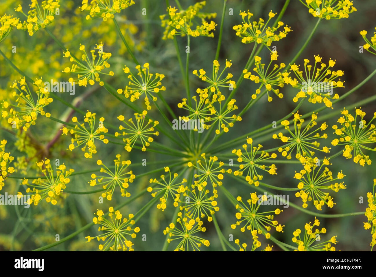 yellow dill flowers closeup background texture Stock Photo Alamy
