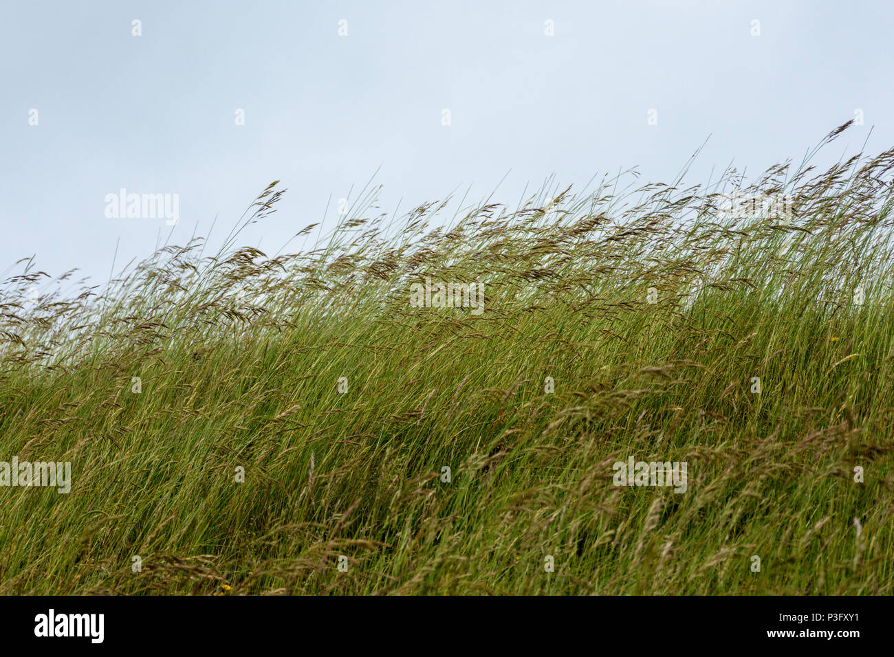 Tall grasses waving in the wind on a hill side of an iron age hill fort against a grey sky Stock Photo