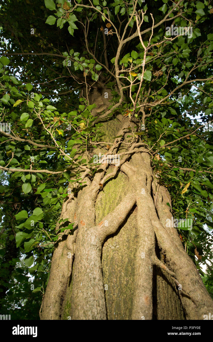 Large growth of ivy, Hedera helix, climbing an ash tree, Fraxinus excelsior, in deciduous woodland. Lancashire north west England UK GB. Stock Photo