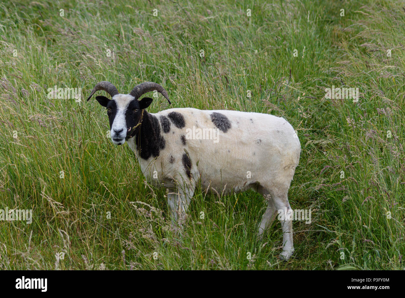 A recently shorn Jacobs sheep looking up from grazing the long grass on top of Westbury white horse Stock Photo