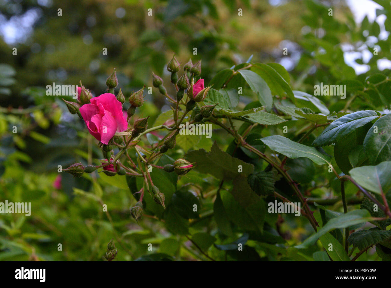 Unopened rose hires stock photography and images Alamy