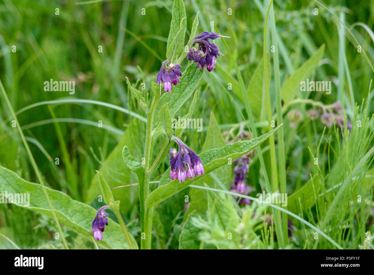 Purple and pink comfrey flowers surrounded by grass and wild plants and flowers Stock Photo