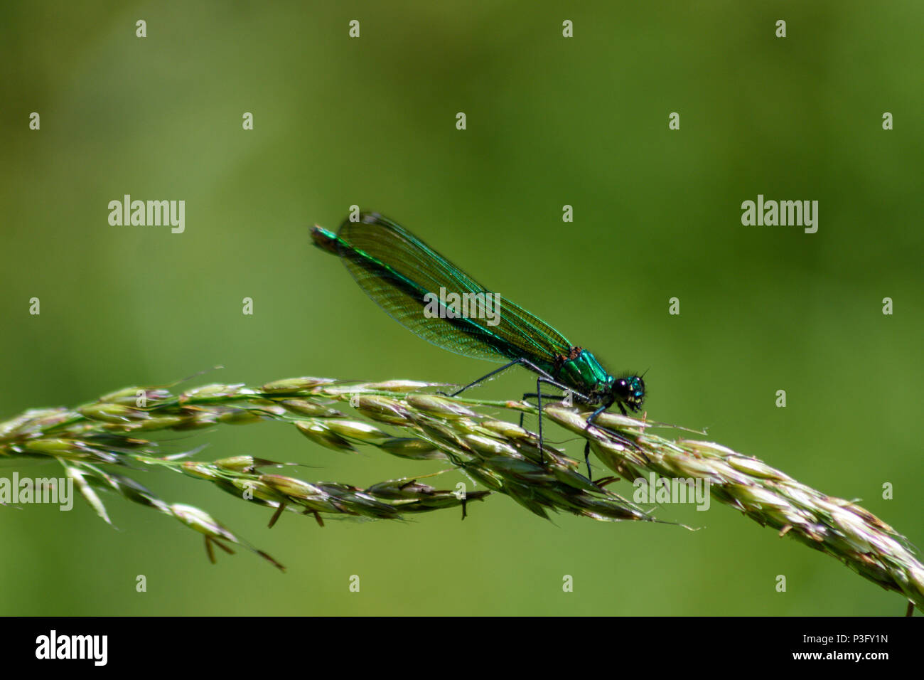 Turquoise female banded demoiselle perched on a grass seedhead in the sun Stock Photo