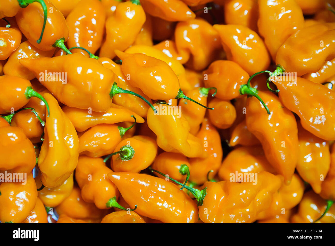 Habanero chili peppers, a popular ingredient in hot and spicy foods