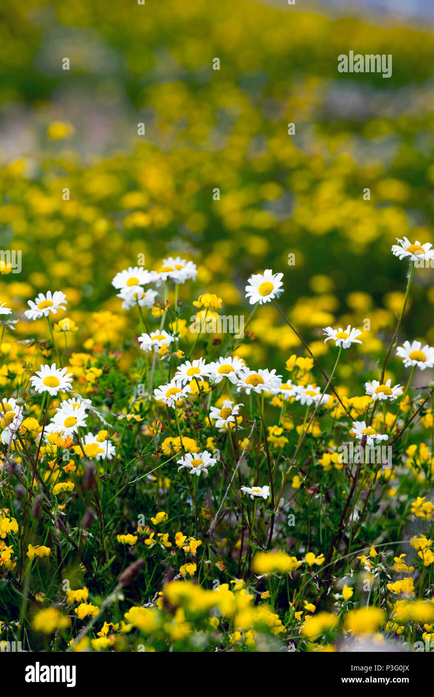 Roadside wildflowers hires stock photography and images Alamy