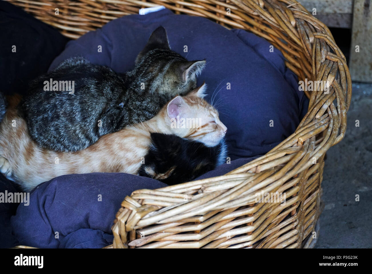 Kittens are sleeping together in a basket Stock Photo
