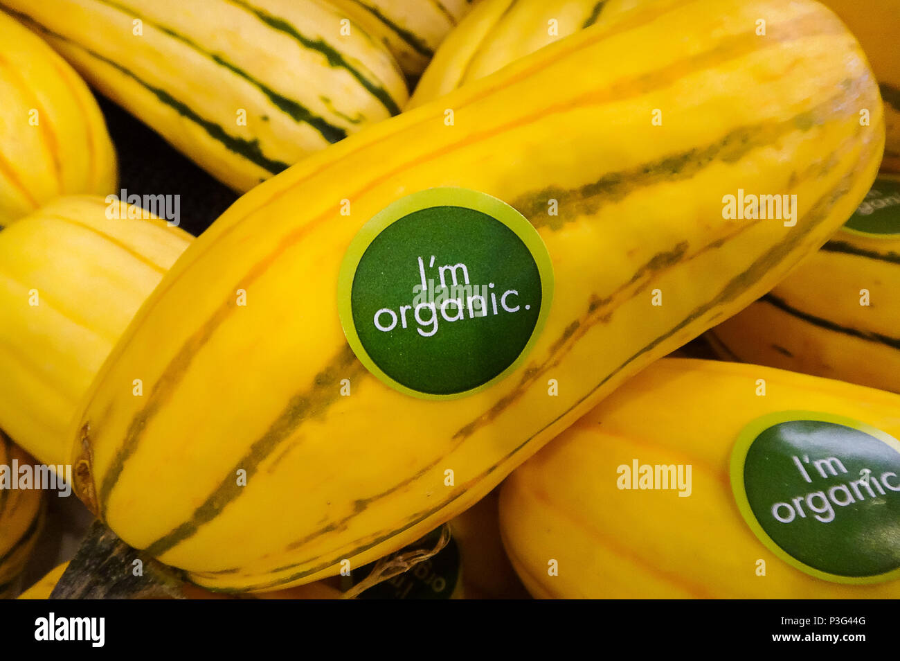 Organic labeled Delicata squash or sweet potato squash pilled up at the Farmer's Market Stock Photo