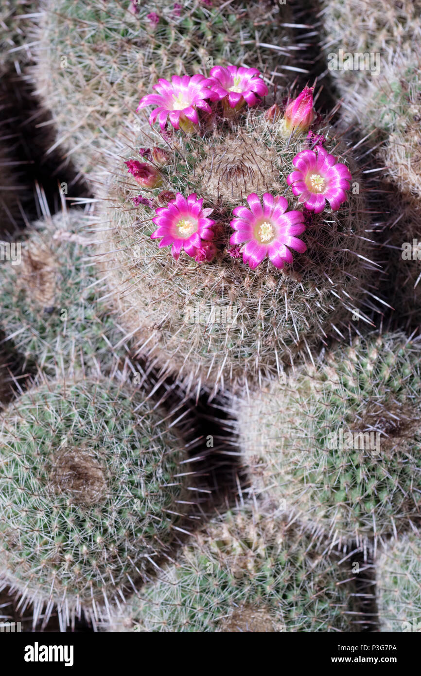 Pink flowers of mammillaria varieaculeata (also spelt mammillaria variaculeata) clumping cactus Stock Photo