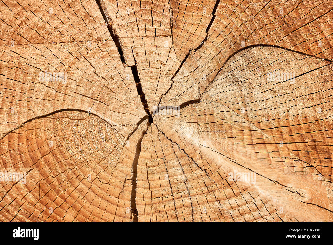 Old tree stump, beautiful wooden texture background with cracks  Cutted tree - Section on old wood trunk Stock Photo