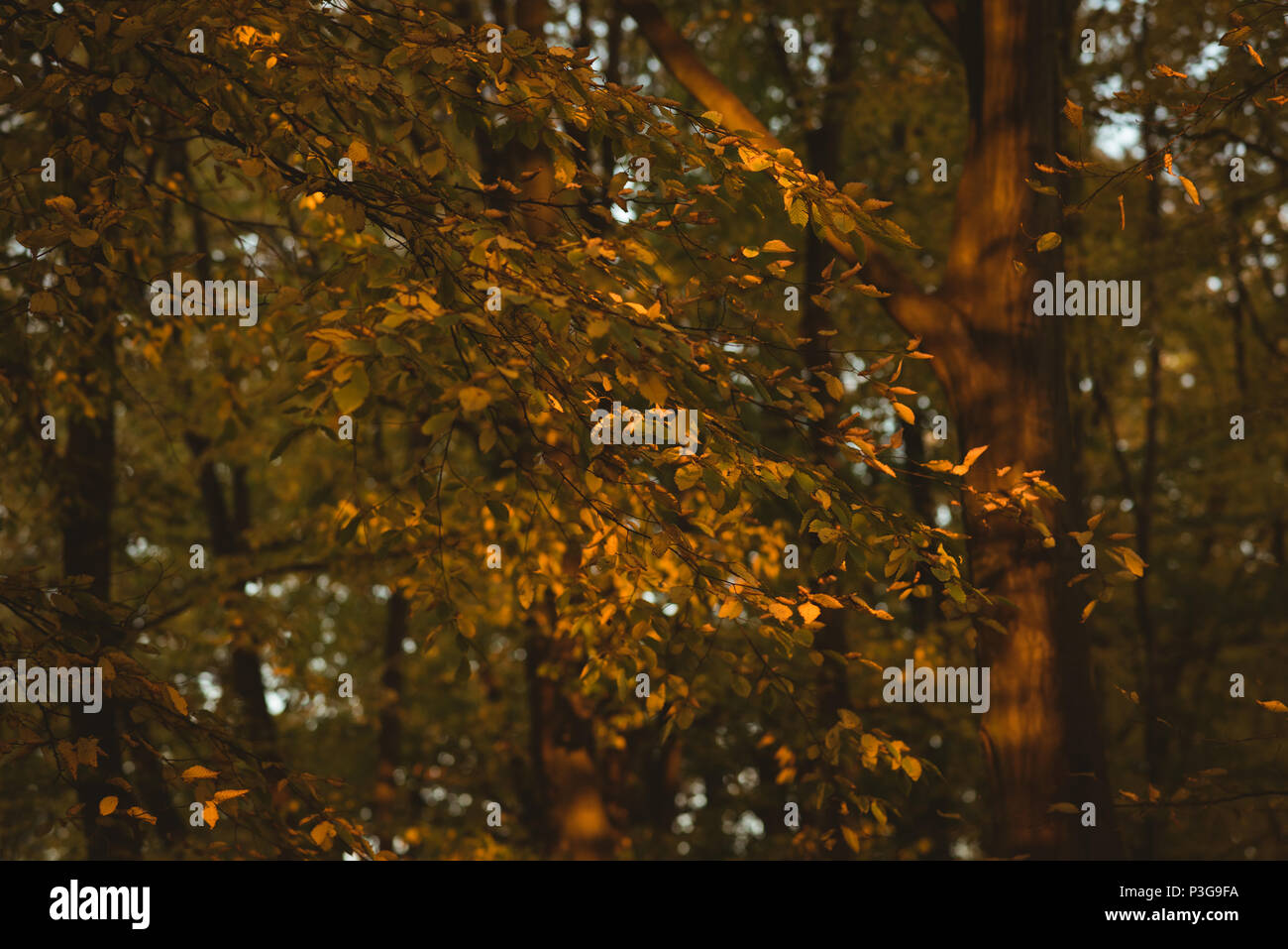 Yellowish orange autumn leaves on branch of tree Stock Photo