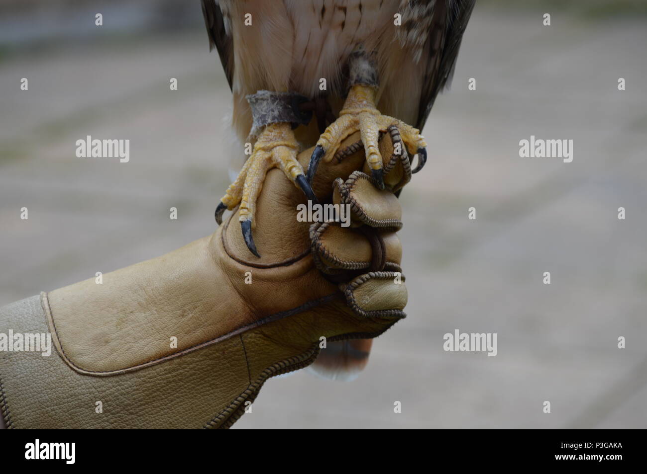 Talons of a red tailed hawk Stock Photo - Alamy
