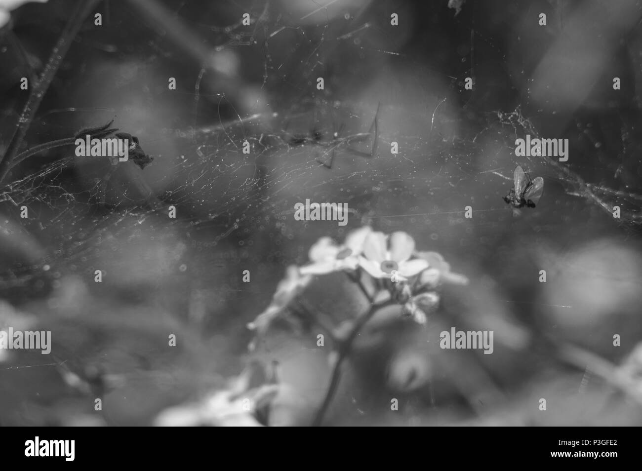 Fresh spring meadow in Black and White Stock Photos & Images - Alamy