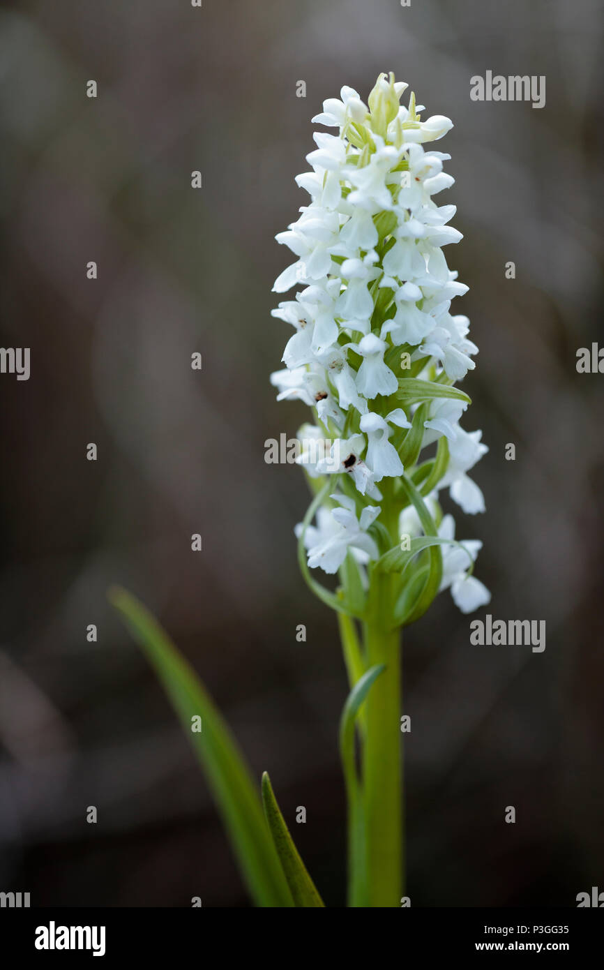 White variety of Early purple orchid (Orchis mascula) Stock Photo