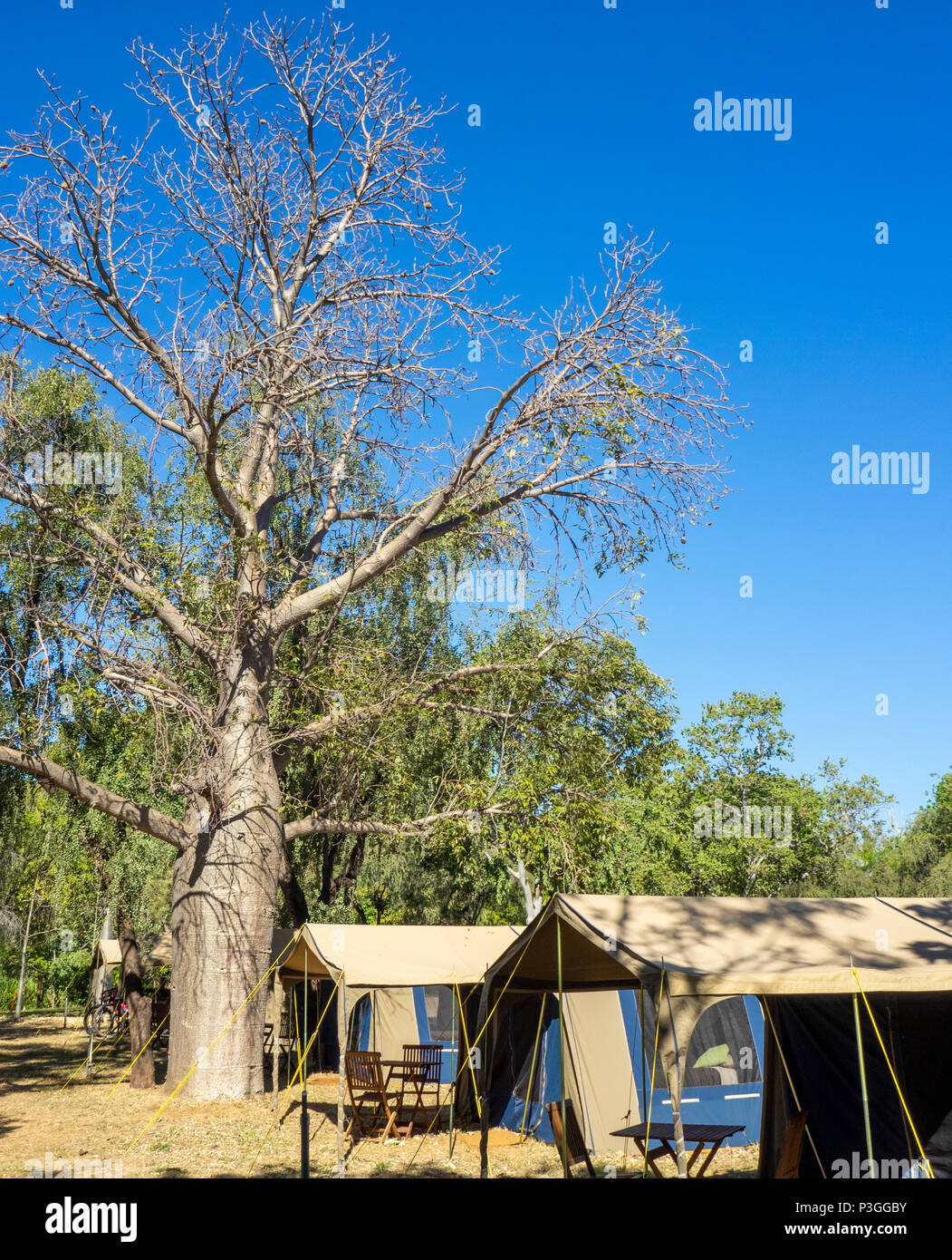 Boab tents top