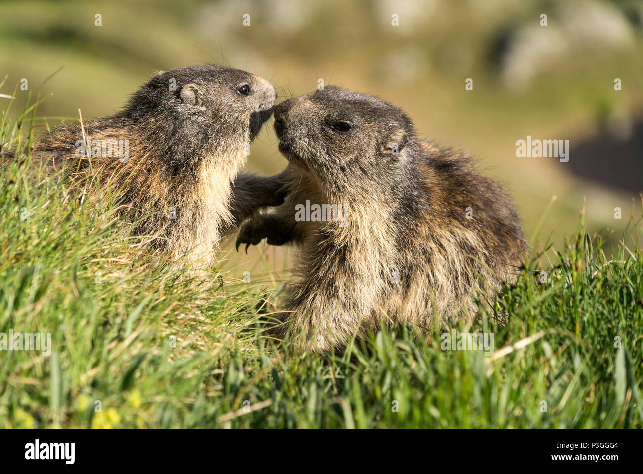 Murmeltiere (Marmota) im Nationalpark Hohe Tauern, Kärnten, Österreich  |   Marmots at High Tauern National Park, Austria Stock Photo