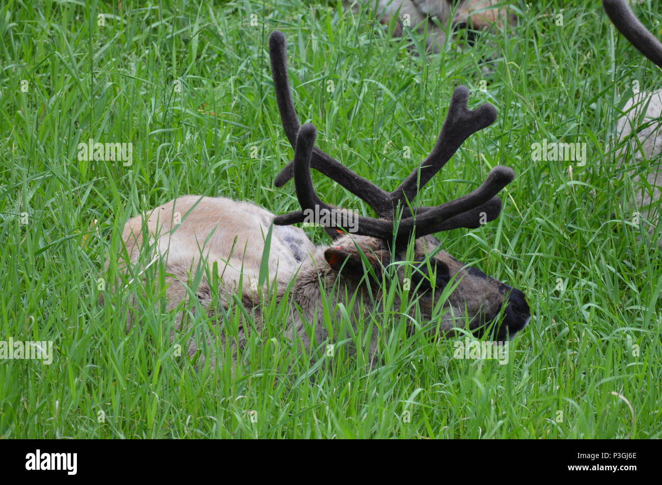 Caribou laying in the grass Stock Photo