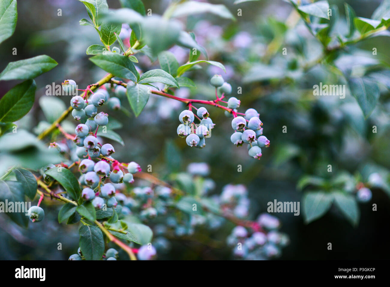 Ripening blueberries growing in the garden in the summer. Stock Photo