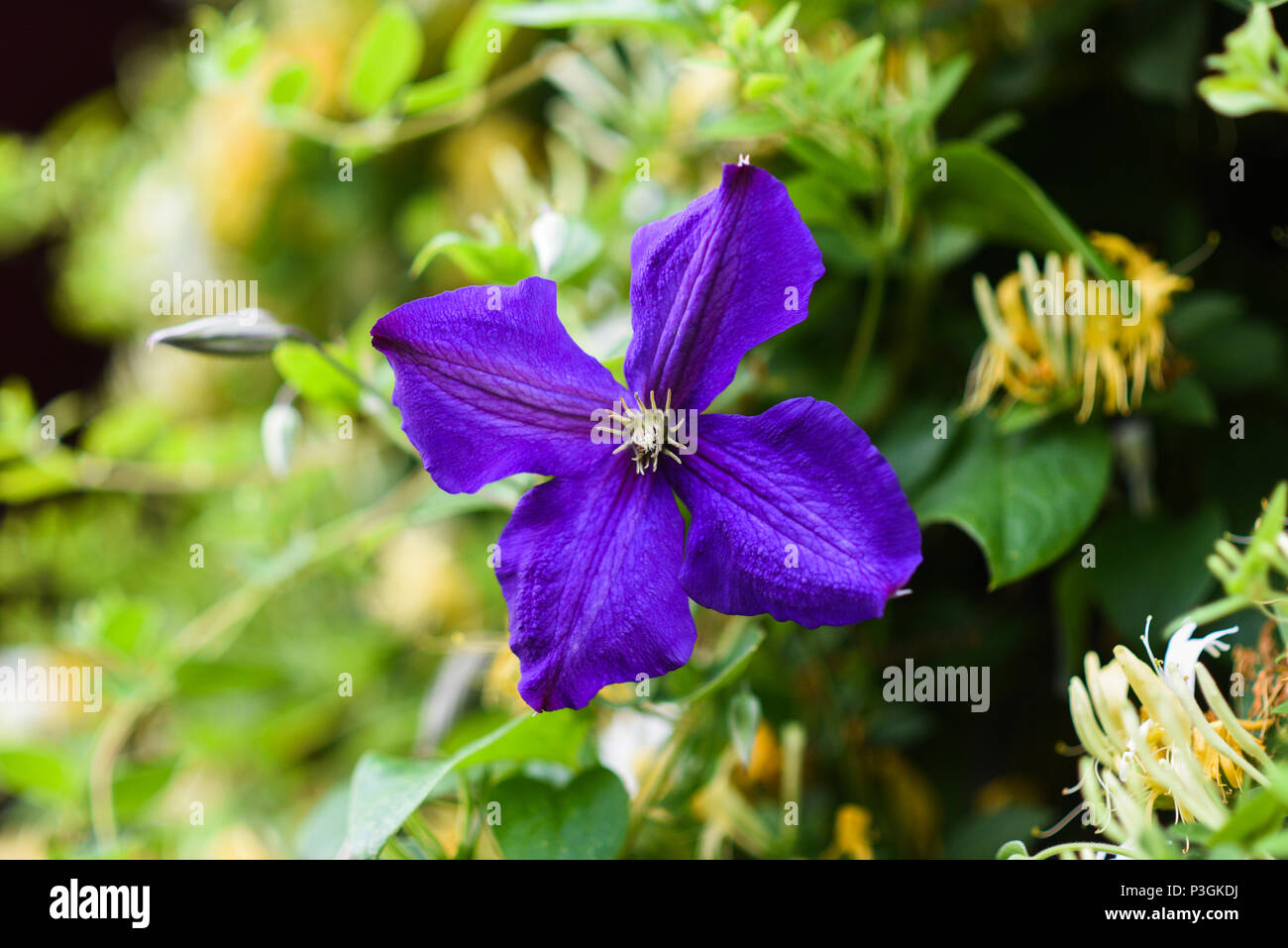 Blooming purple clematis in the garden during the summer season. Stock Photo
