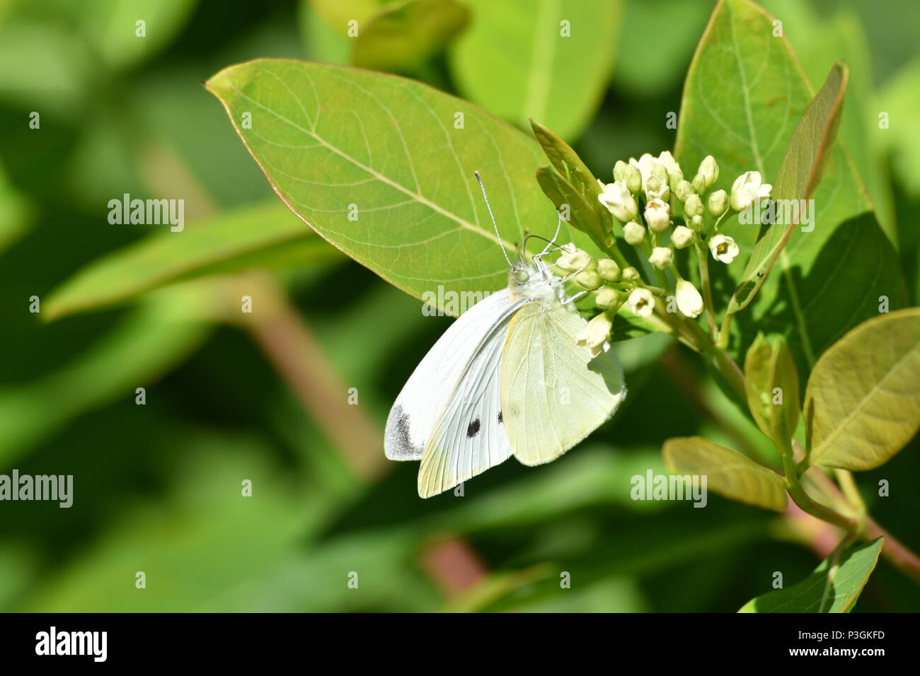 Butterfly feeding on plant in Shenandoah National Park Stock Photo