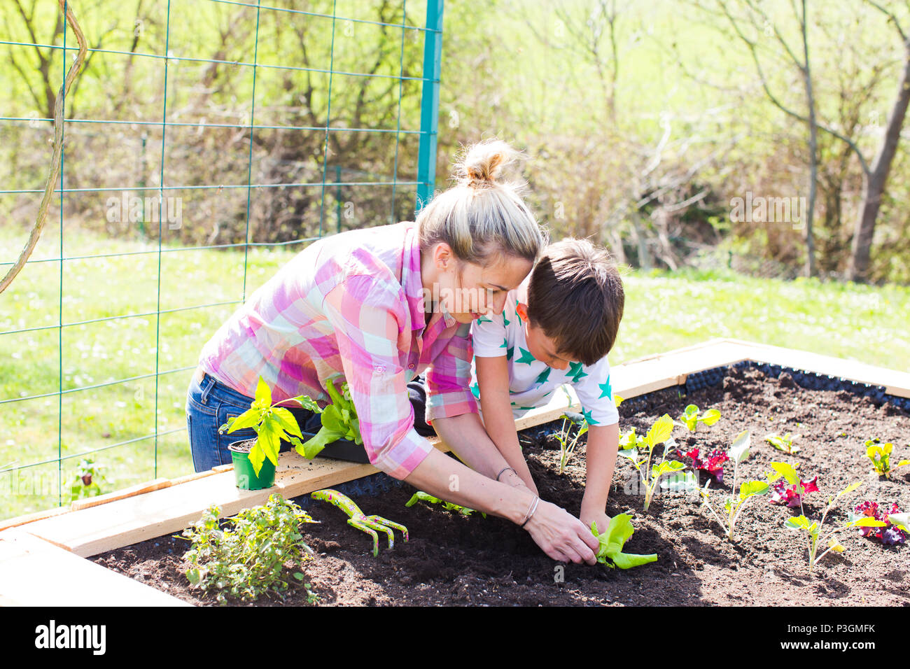beautiful mother and her blond son planting salad in the raised bed in her garden Stock Photo