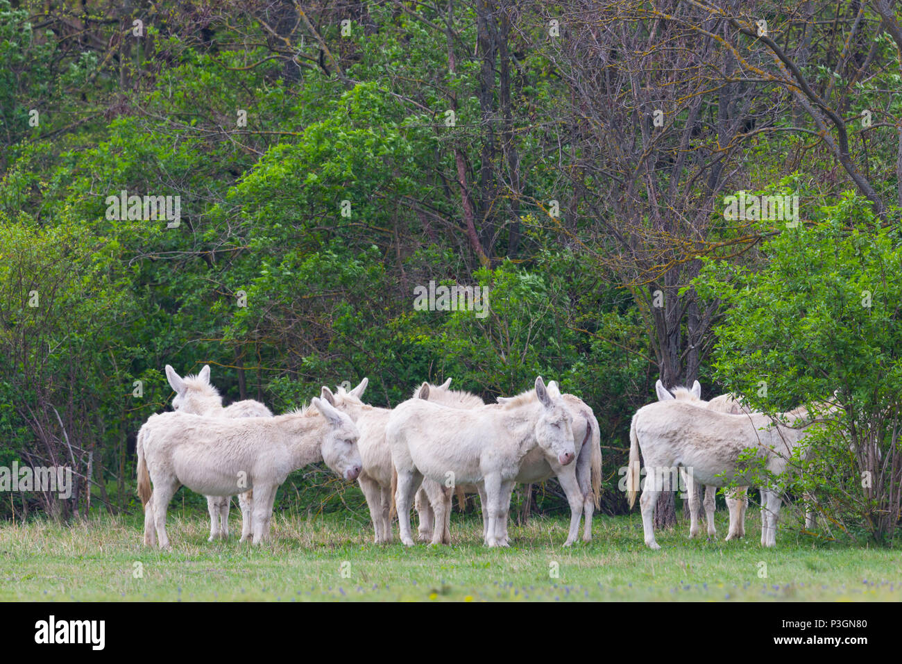 natural white donkeys standing in meadow Stock Photo