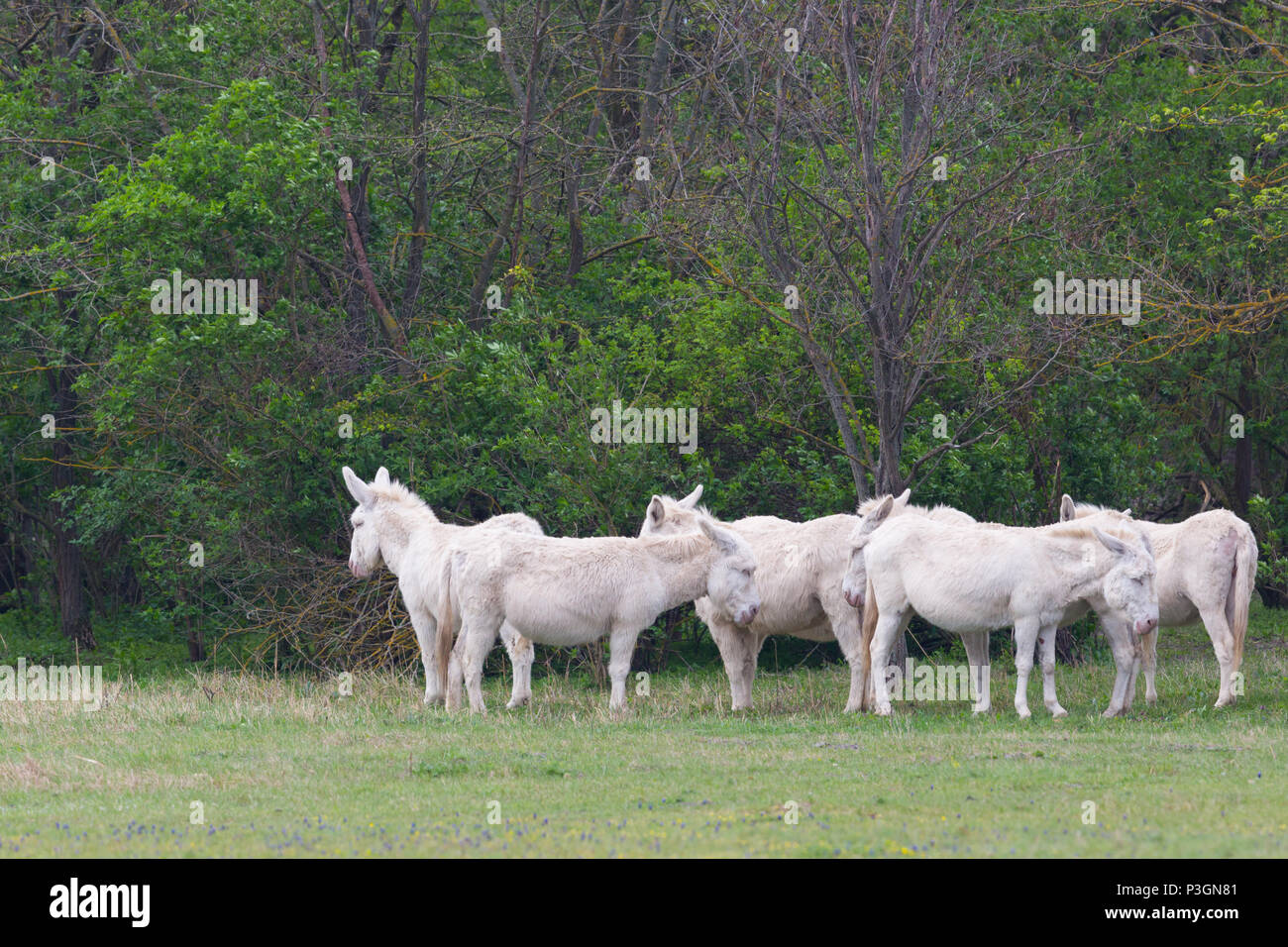 group of natural white donkeys standing in grassland Stock Photo