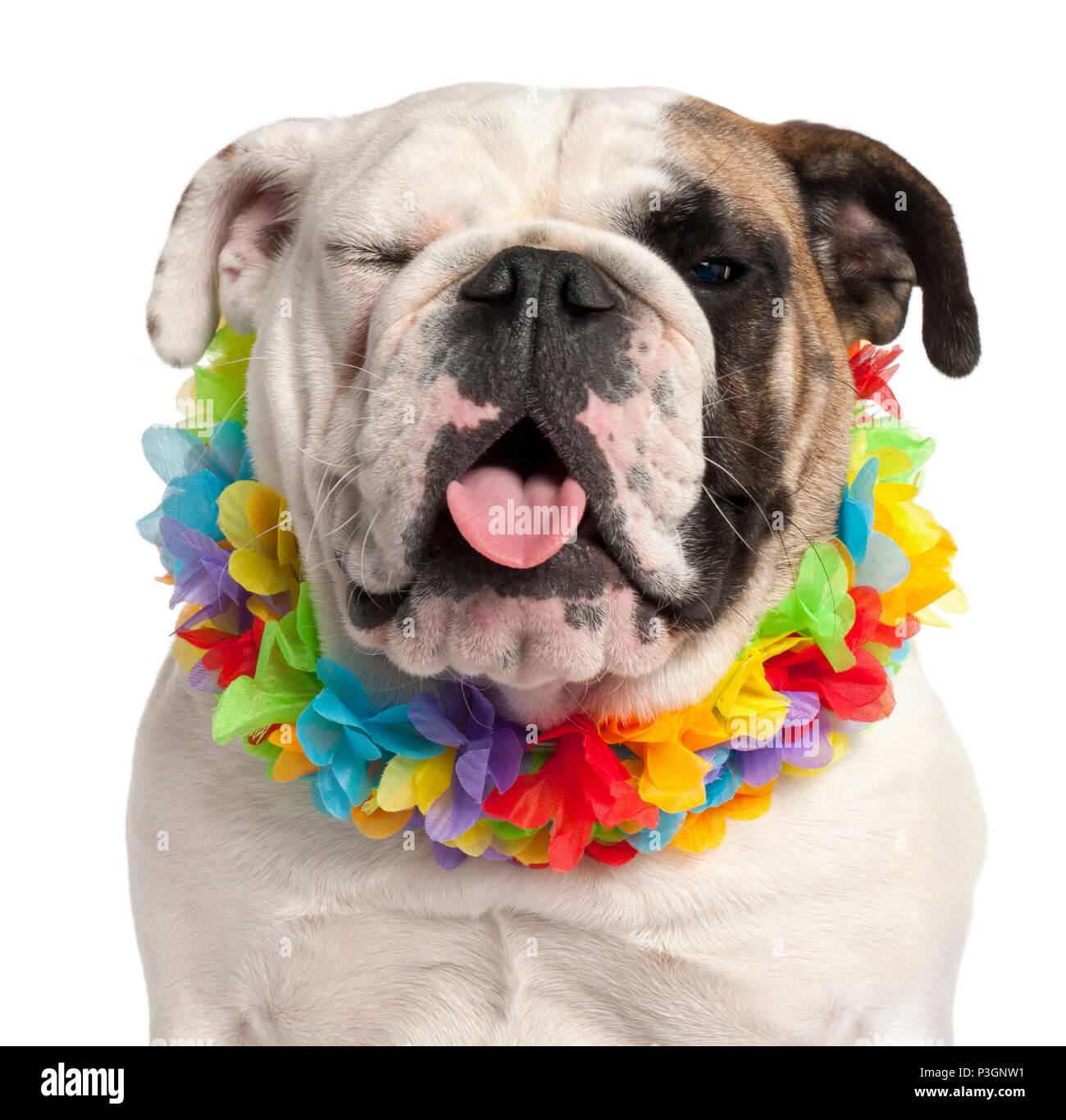 english bulldog hawaiian shirt