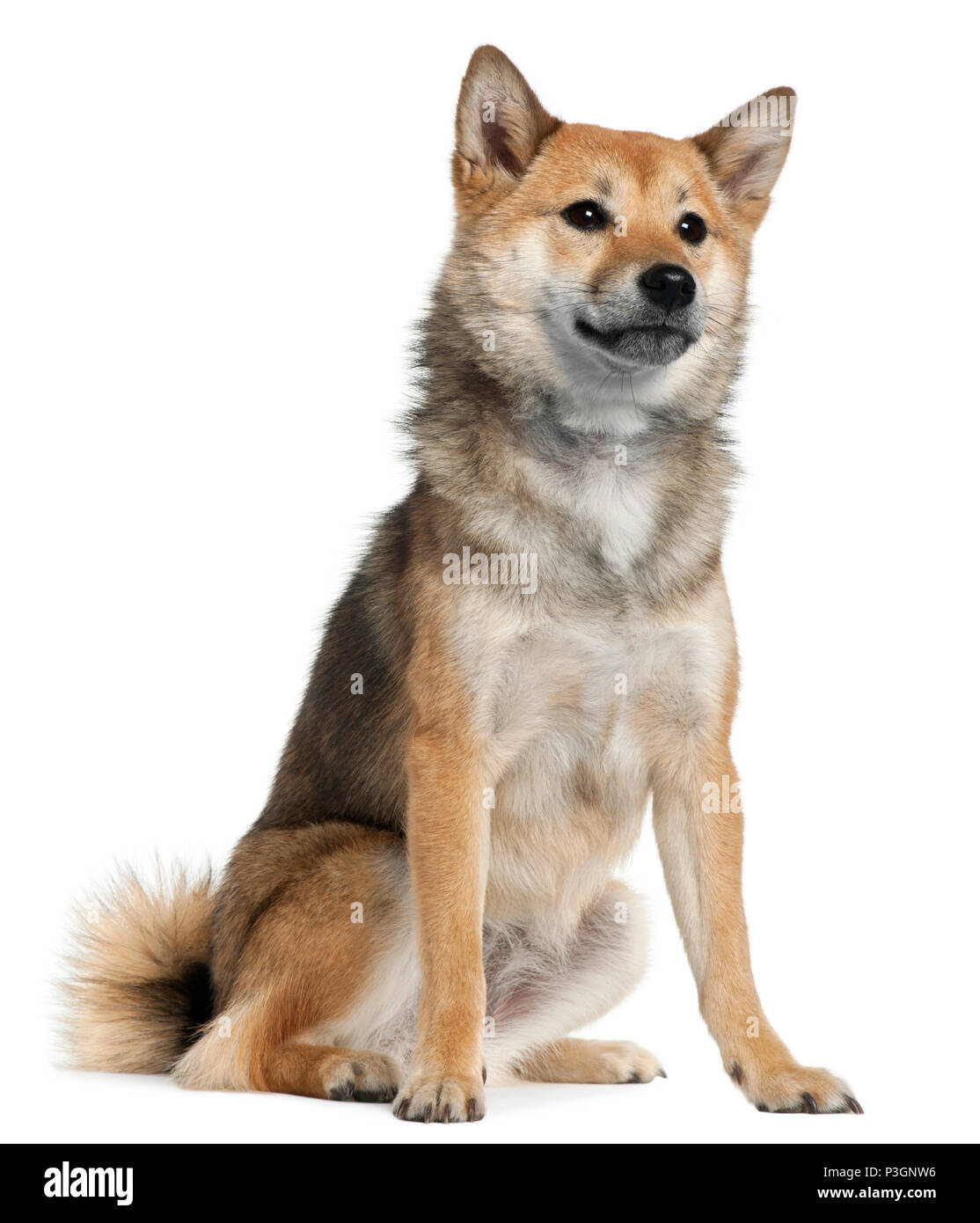 Shiba Inu Dog Sitting On Stock Photos Shiba Inu Dog