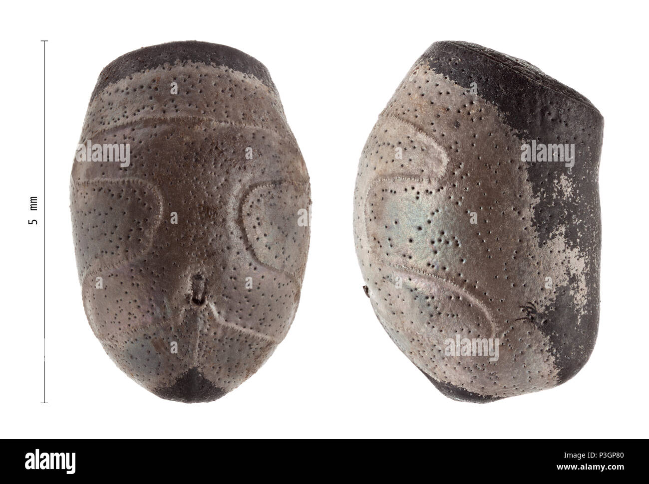 Bullosa hi-res stock photography and images - Alamy