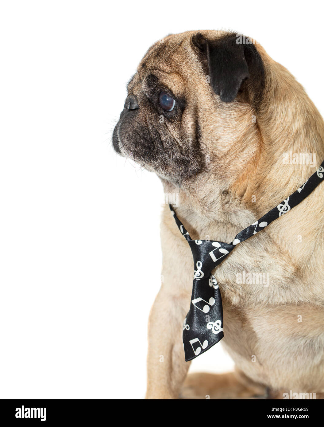 dog pug in tie on white isolated background Stock Photo - Alamy