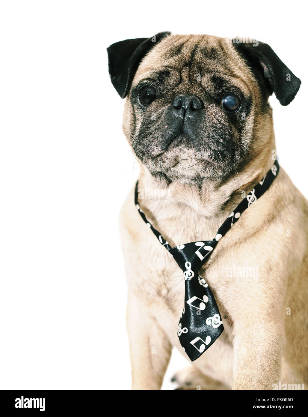 dog pug in tie on white isolated background Stock Photo - Alamy