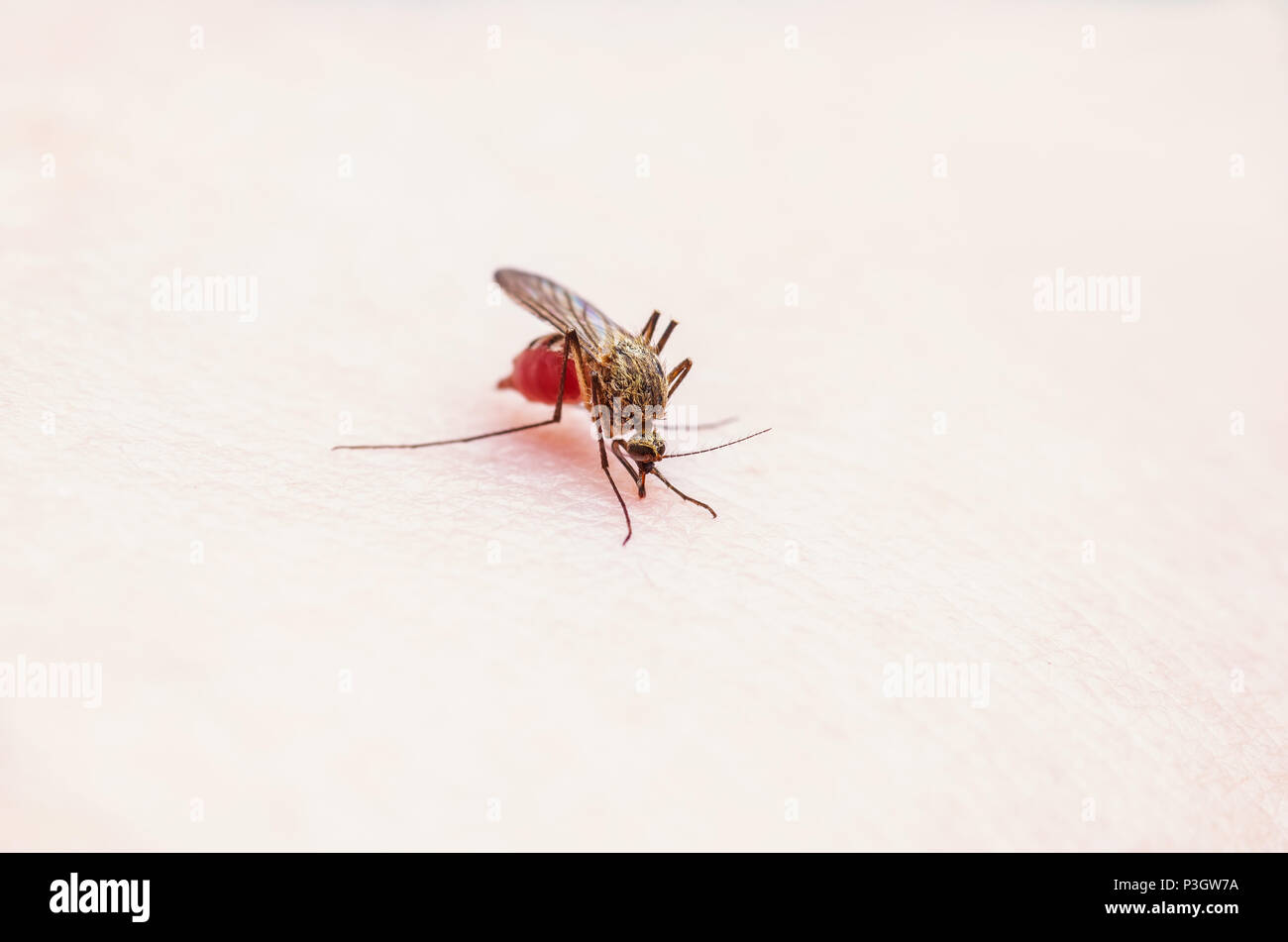 Yellow Fever, Malaria or Zika Virus Infected Mosquito Insect Macro Stock Photo