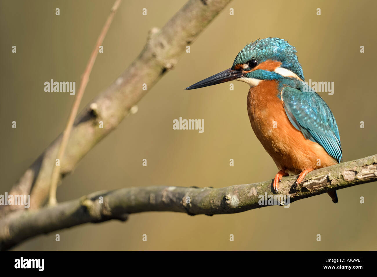 Kingfisher / Eisvogel  ( Alcedo atthis ), male bird in natural setting, perched on a branch for hunting, detailled side view, nice light, wildlife, Eu Stock Photo