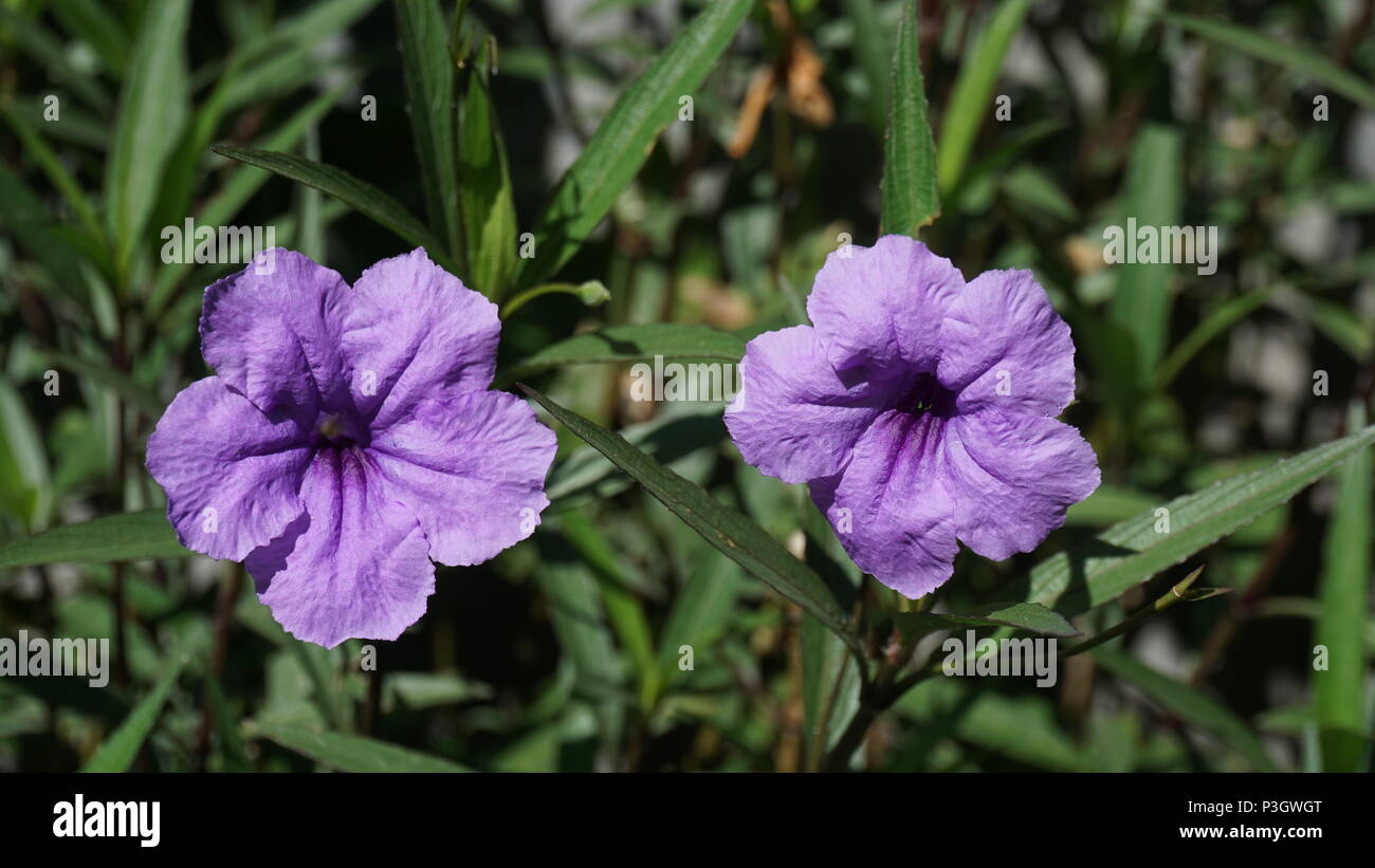 Purple Ruellia. Stock Photo