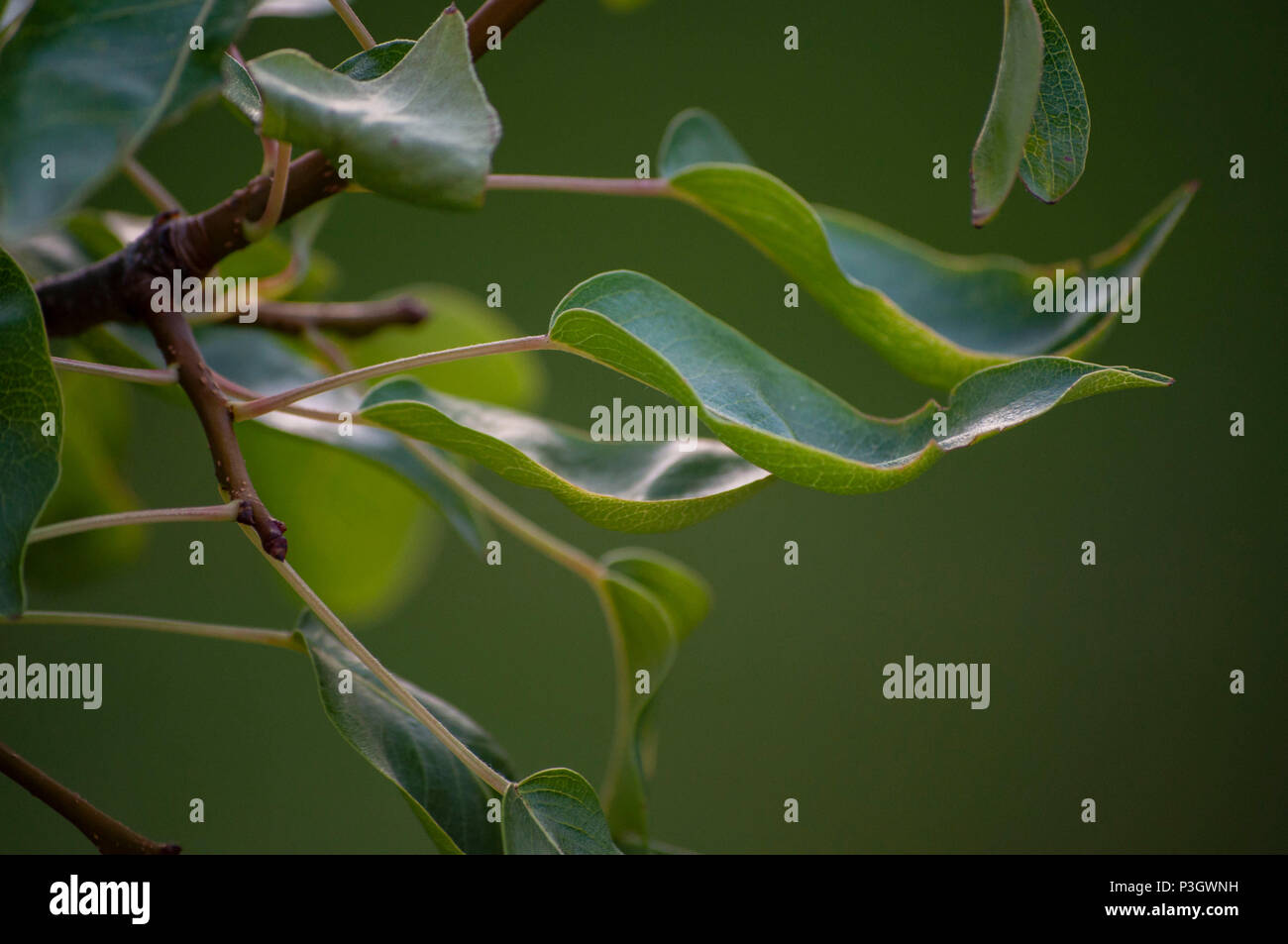 Leaves nature plants hi-res stock photography and images - Alamy