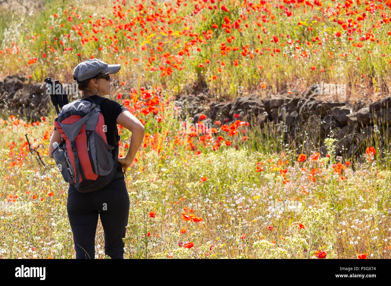 Female hiker on mountain footpath in wildflower meadow with poppies in flower on Gran Canaria, Canary Islands, Spain Stock Photo